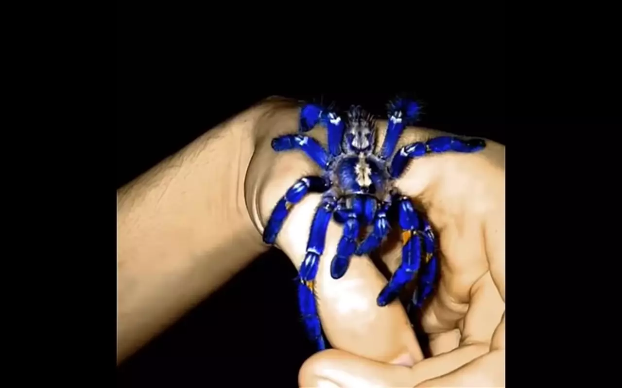 Rare Glowing Blue Tarantula Is Creepy And Mesmerising At The Same Time