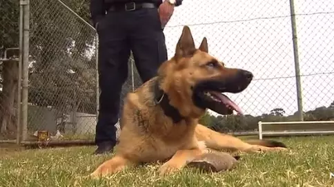South Australian Police Dog Who Caught Nearly 60 Criminals Retires After Four-Year Career 