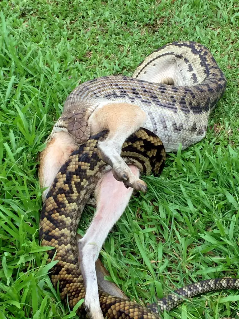 When the snake had no luck with the homeowner's dog it turned to the next best meal.