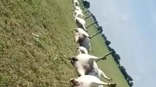 Video Shows Aftermath Of 23 Cows Killed By Lightning Strike