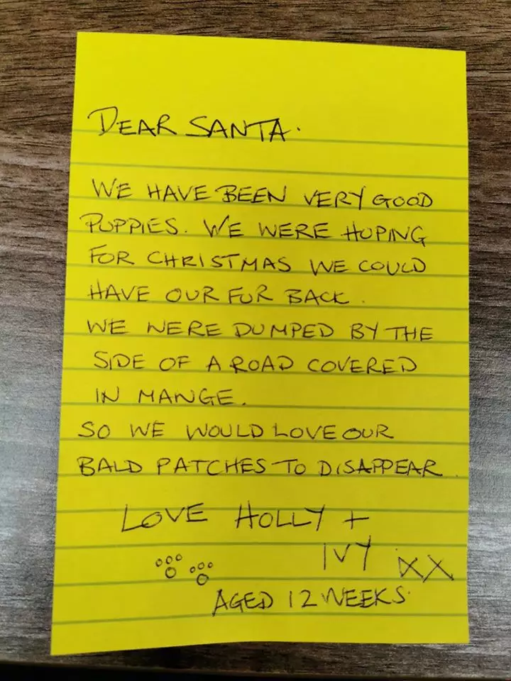 The pups asked RSPCA staff to help write a letter to Santa (