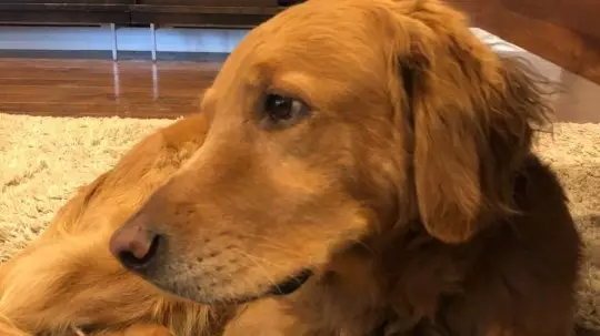 Hero Dog Is A 'Very Good Boy' After Saving Family From House Fire
