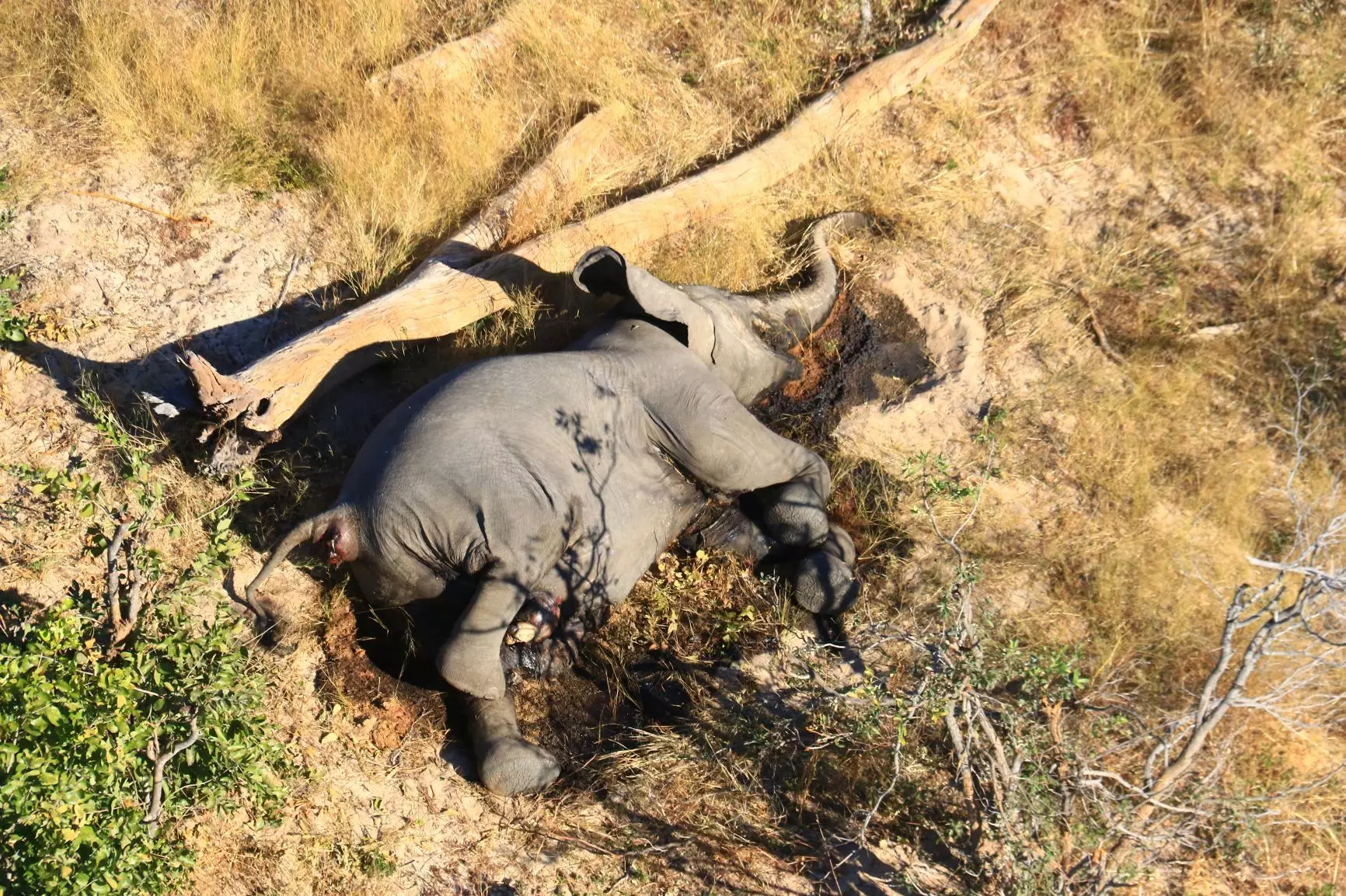 Hundreds of dead elephants were found in Botswana.