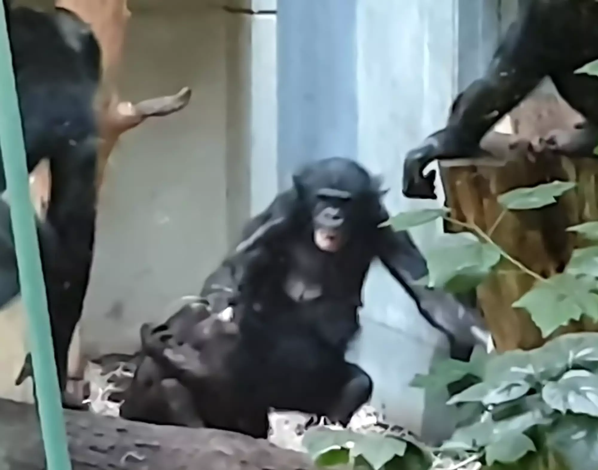 Bili had previously been targeted by other chimps at the zoo.