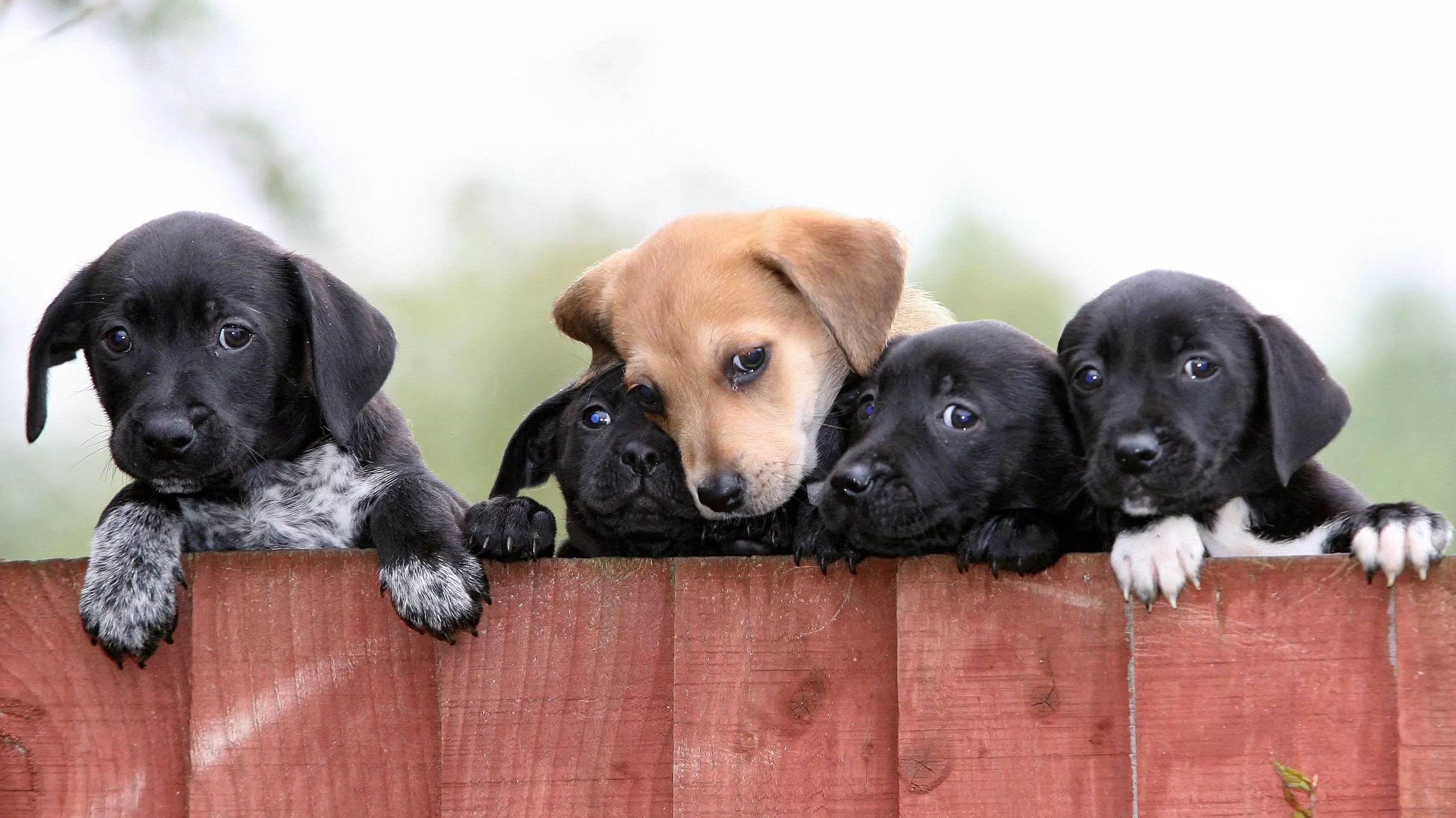 ​UK Ministers Consider Pet Shop Puppy Ban