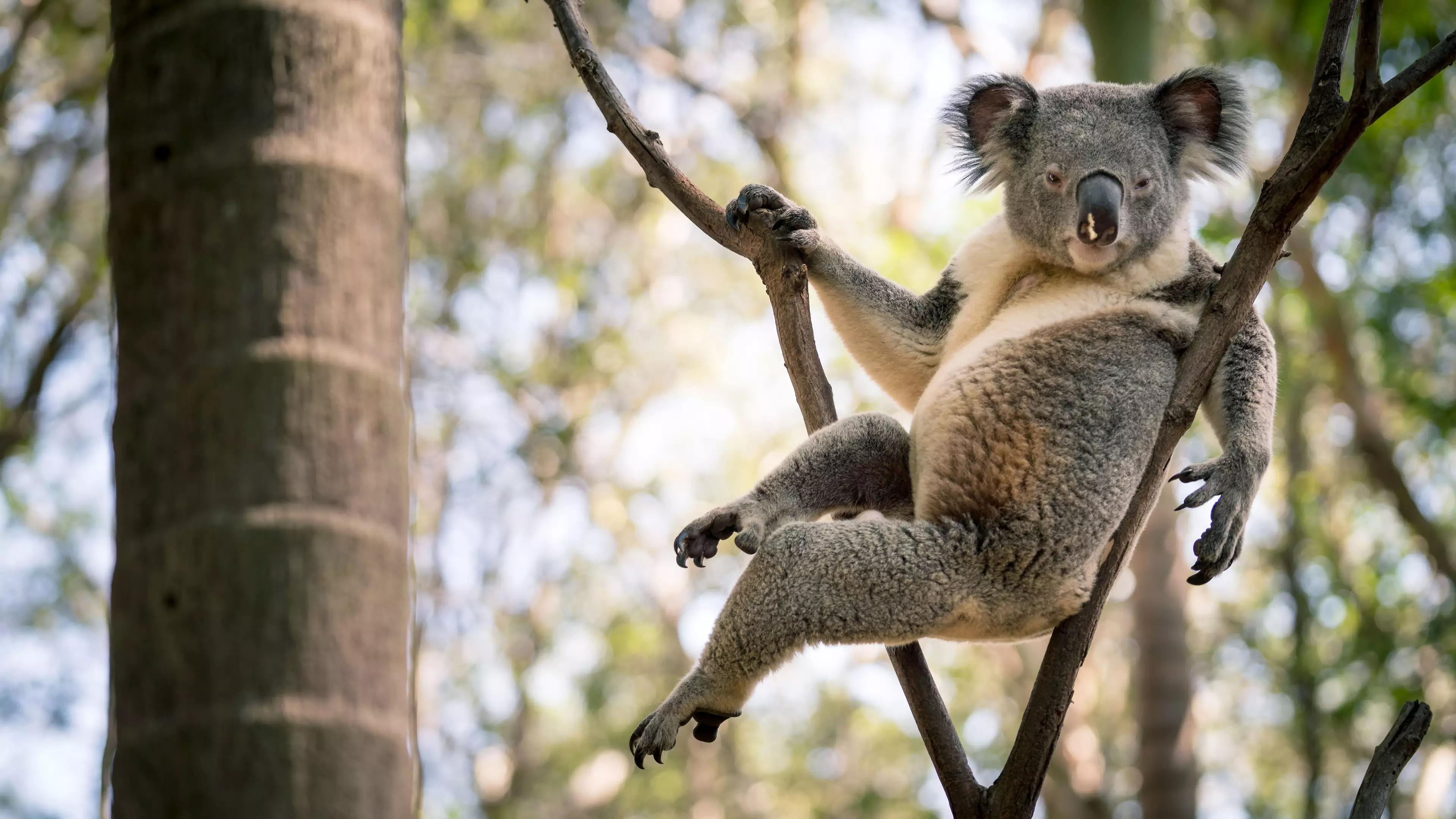 Koala Goes Viral After Striking Seductive Pose In Tree