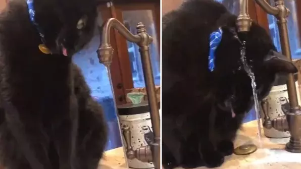 This Adorable Cat Just Went Viral For His Drinking Problem
