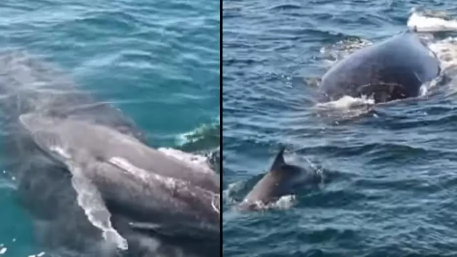 Pod Of Dolphins Protect Humpback Whale And Calf From Group Of Five Males