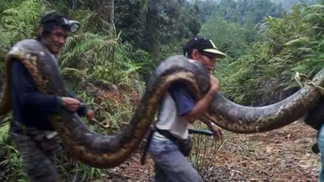 Bornean Villagers Eat Giant 20ft Python Found Mating With Tiny Male