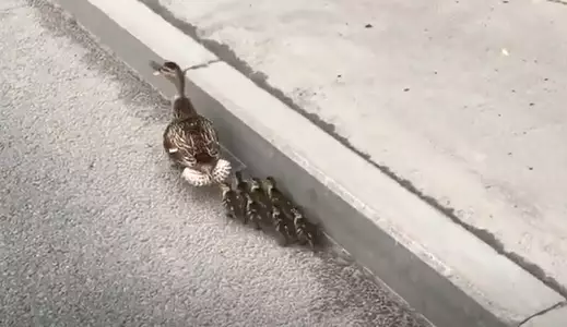 The ducklings don't quite get mum's hints to 'get up on the kerb out of the ducking road'.