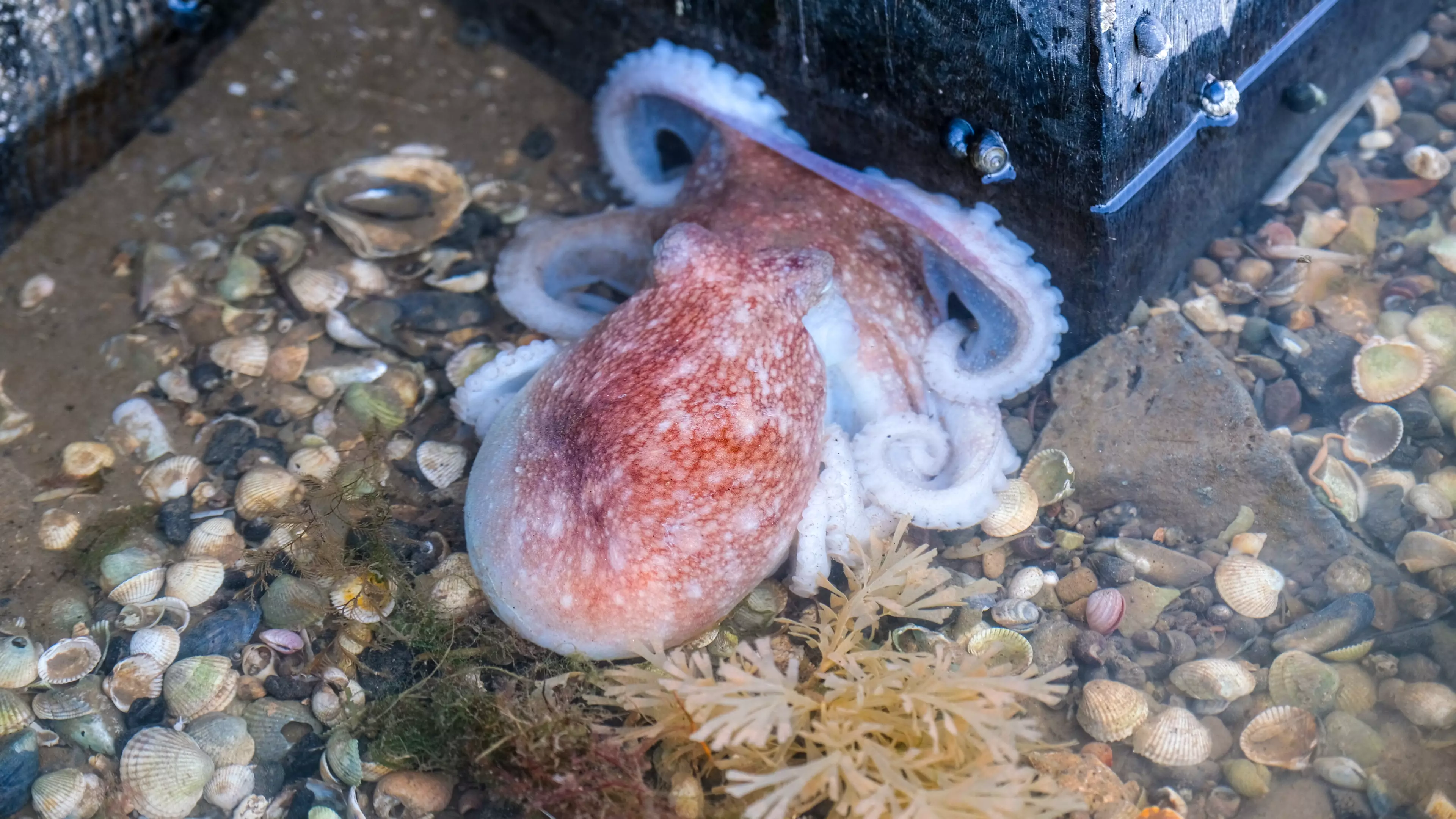 Beachgoers Urged To Stay Away From Octopus Dubbed 'Curly The Kraken' 