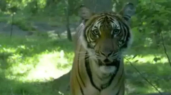 A tiger at Bronx Zoo tested positive for coronavirus last year.