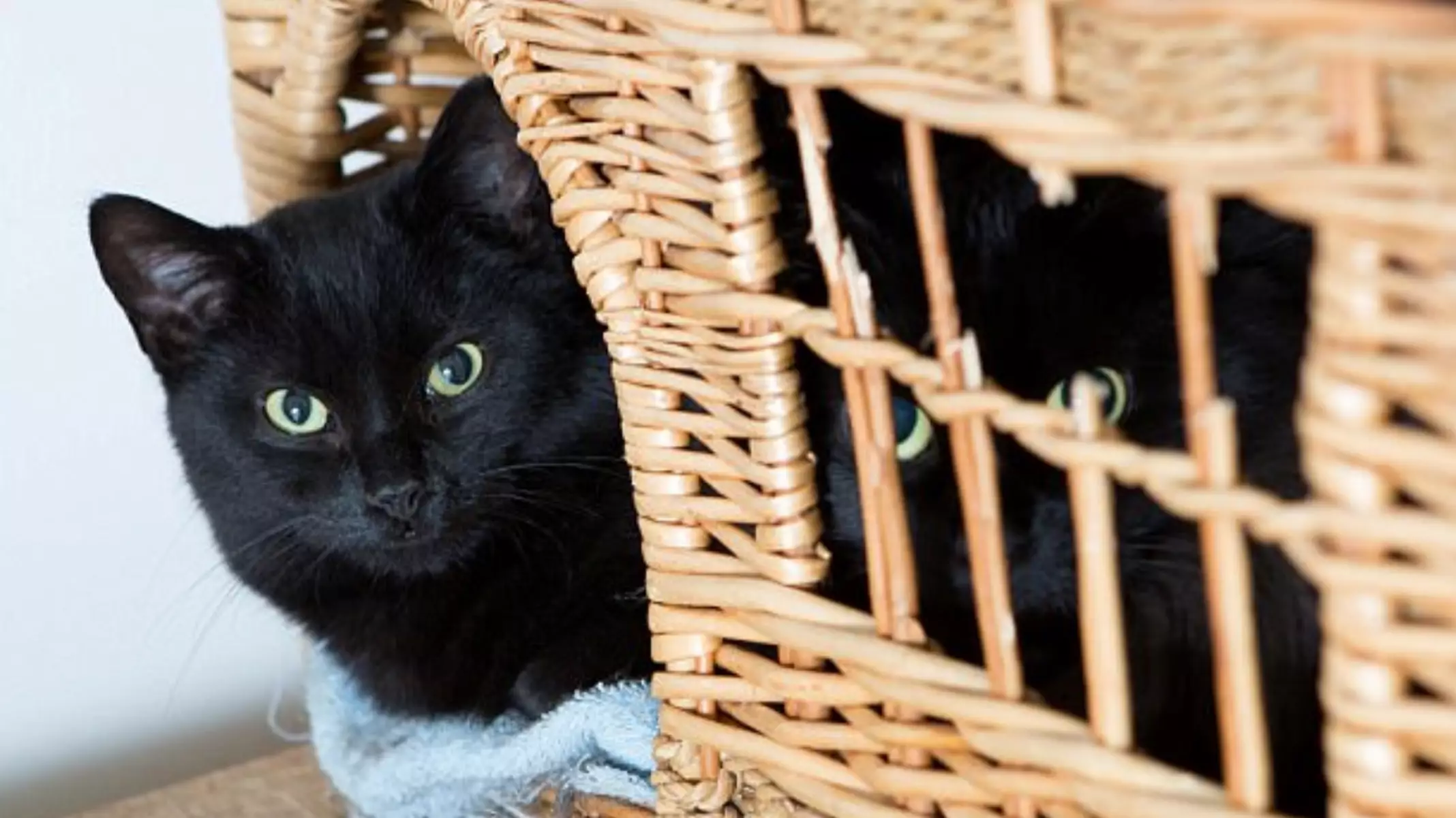 Black Cats Can't Be Rehomed Because 'They Don't Show Up In Selfies'