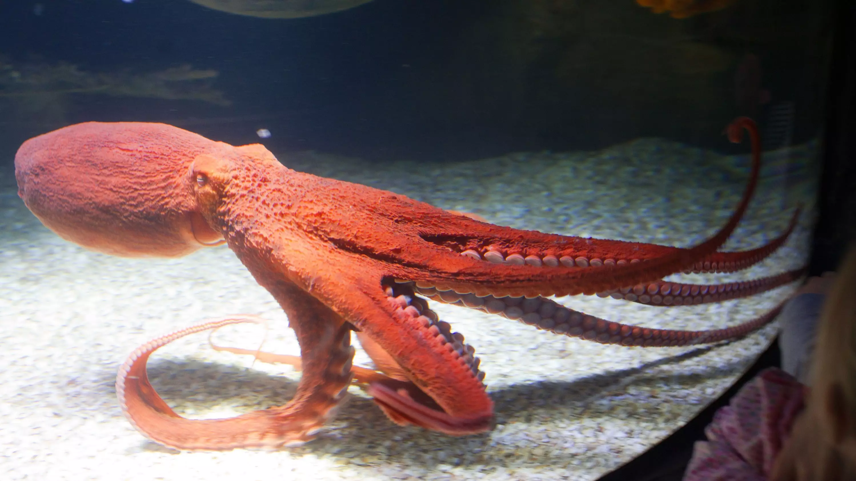Scientists Find That Octopuses Become 'Very Playful' After Being Given MDMA