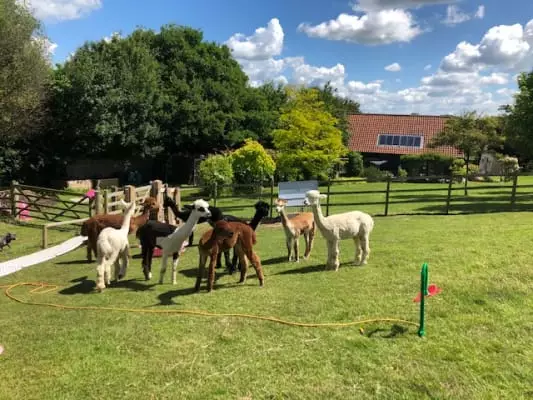 As housesitter, your responsibilities would include feeding the 8 onsite alpacas daily (