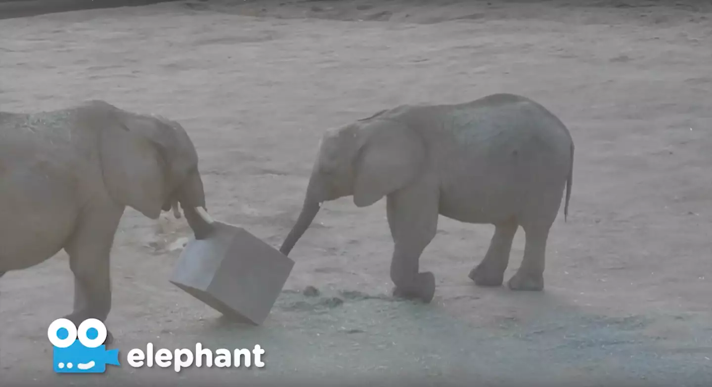 San Diego Zoo offers live stream of elephants (