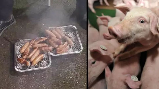 Piglets Saved From Fire, Then Served As Sausages To Firefighters Who Rescued Them 