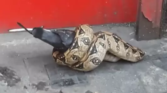 ​Boa Constrictor Eats Whole Pigeon On Busy London Street