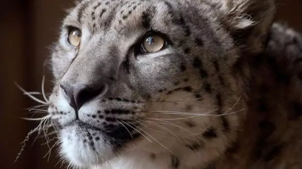 Snow Leopard Shot Dead At Dudley Zoo After Escaping From Enclosure