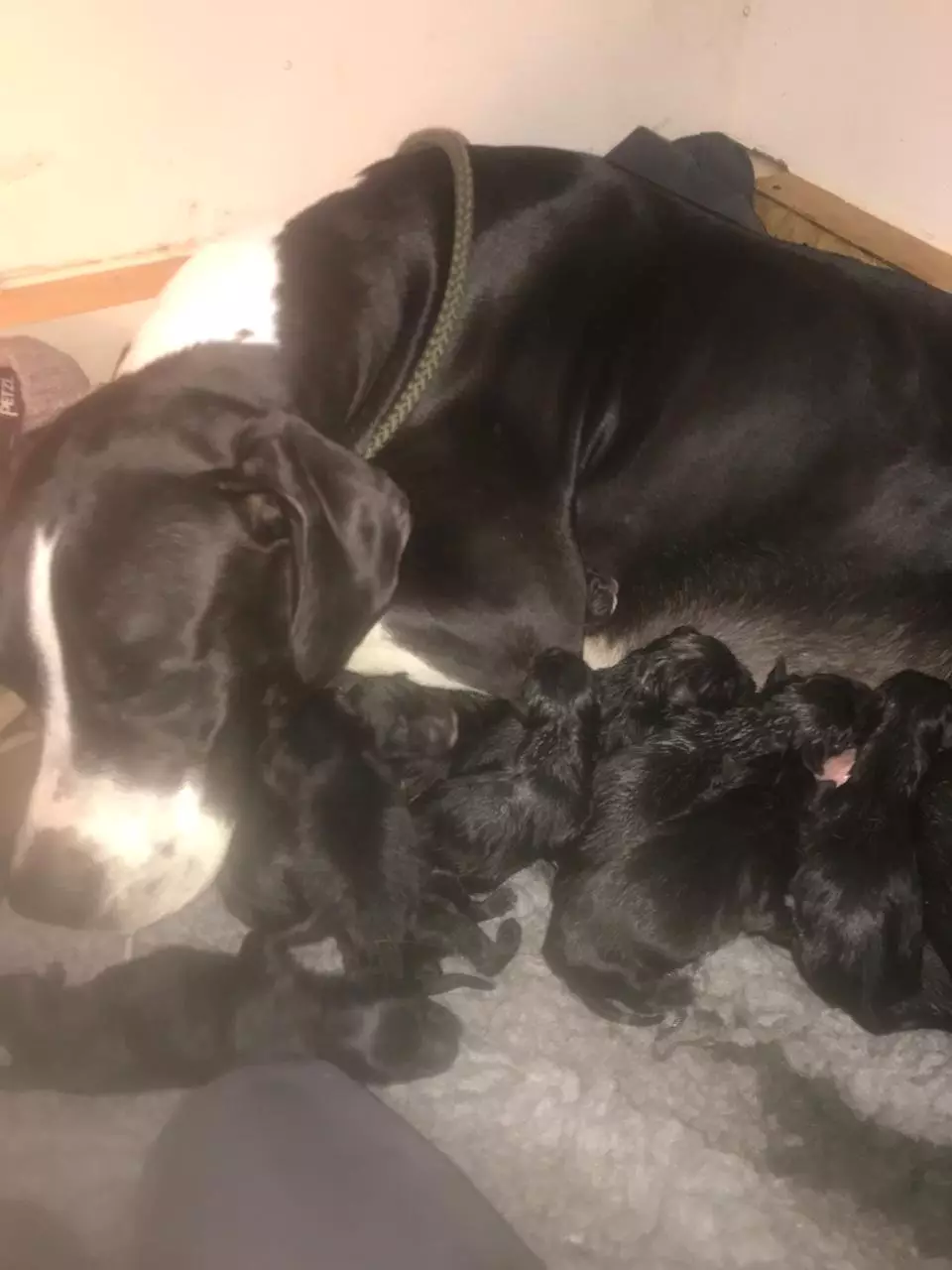 A British dog could have set a new world record after giving birth naturally to a litter of 21 puppies (