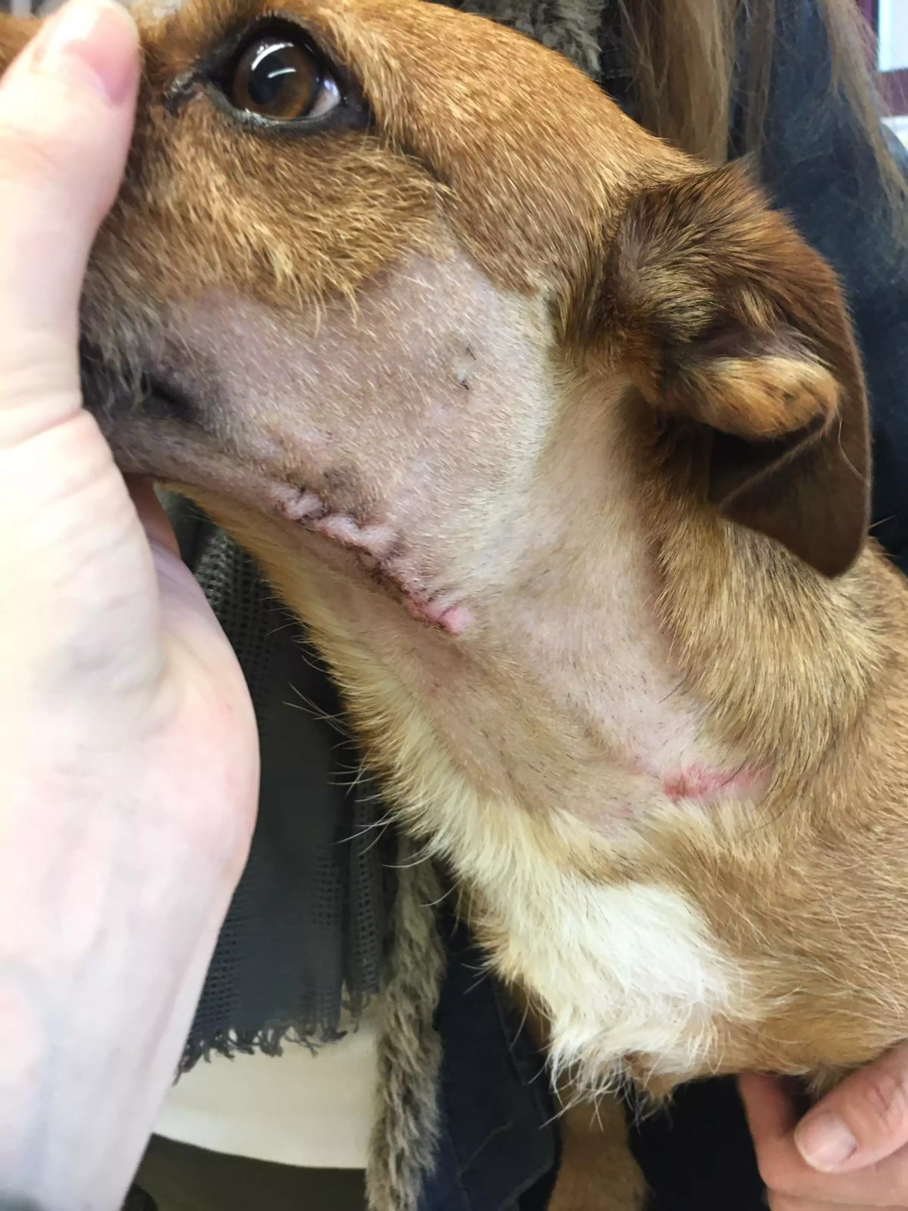 Marley was taken to Wolverhampton PDSA Pet Hospital where he was given an initial month's course of antibiotics and pain meds (