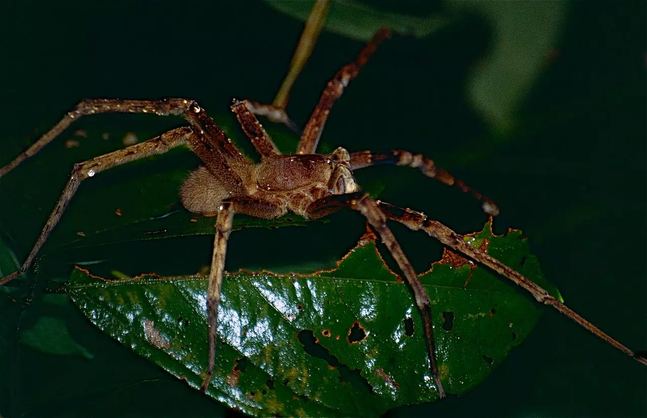 The Brazilian Wandering Spider.