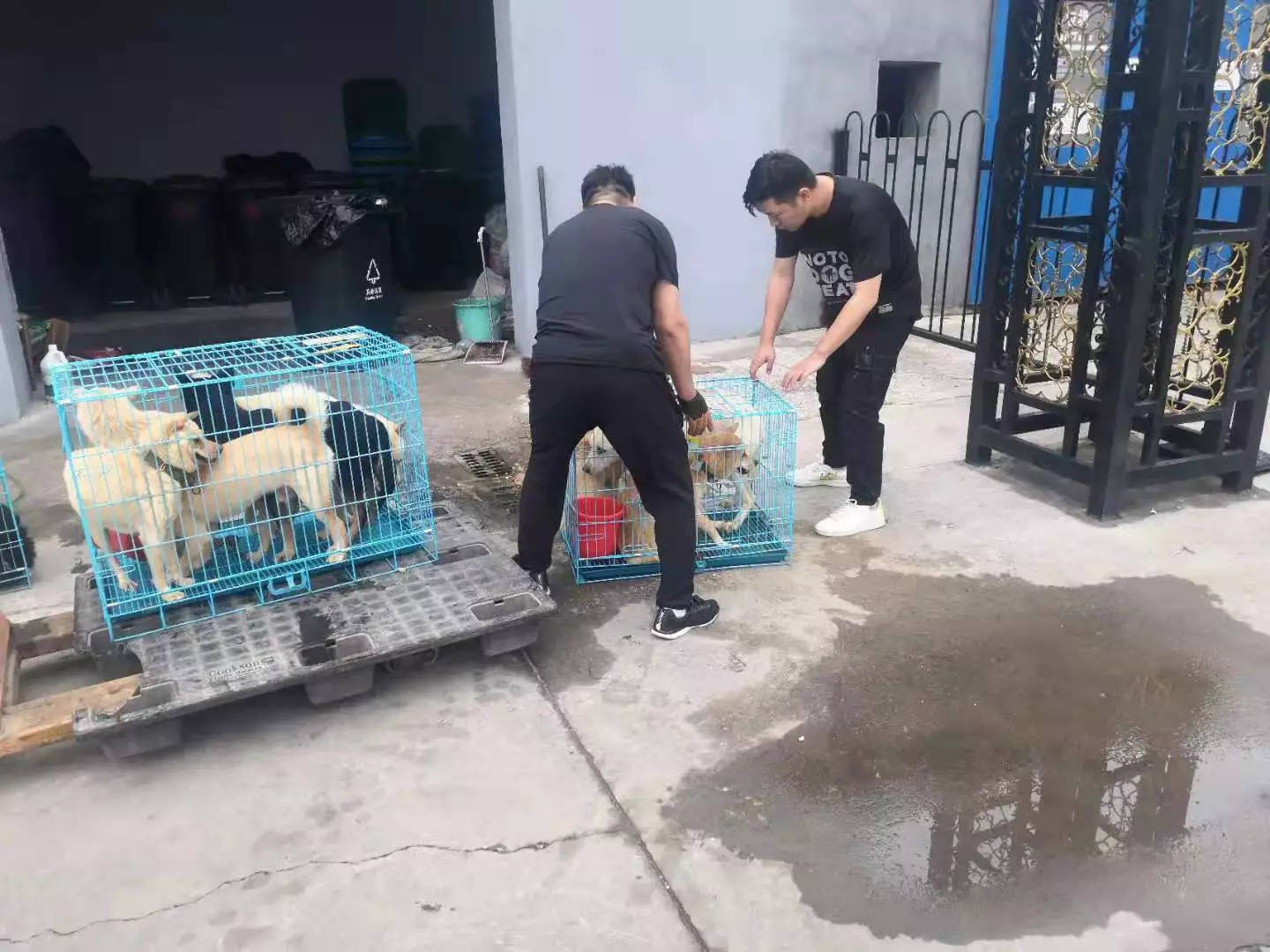 Volunteers on the ground rescuing the slaughterhouse pups (