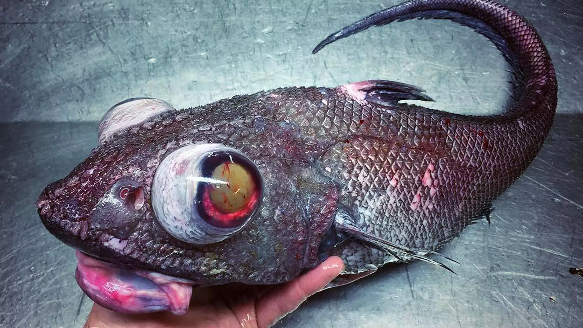 Deep Sea Fisherman Documents The 'Alien-Like' Creatures He Catches