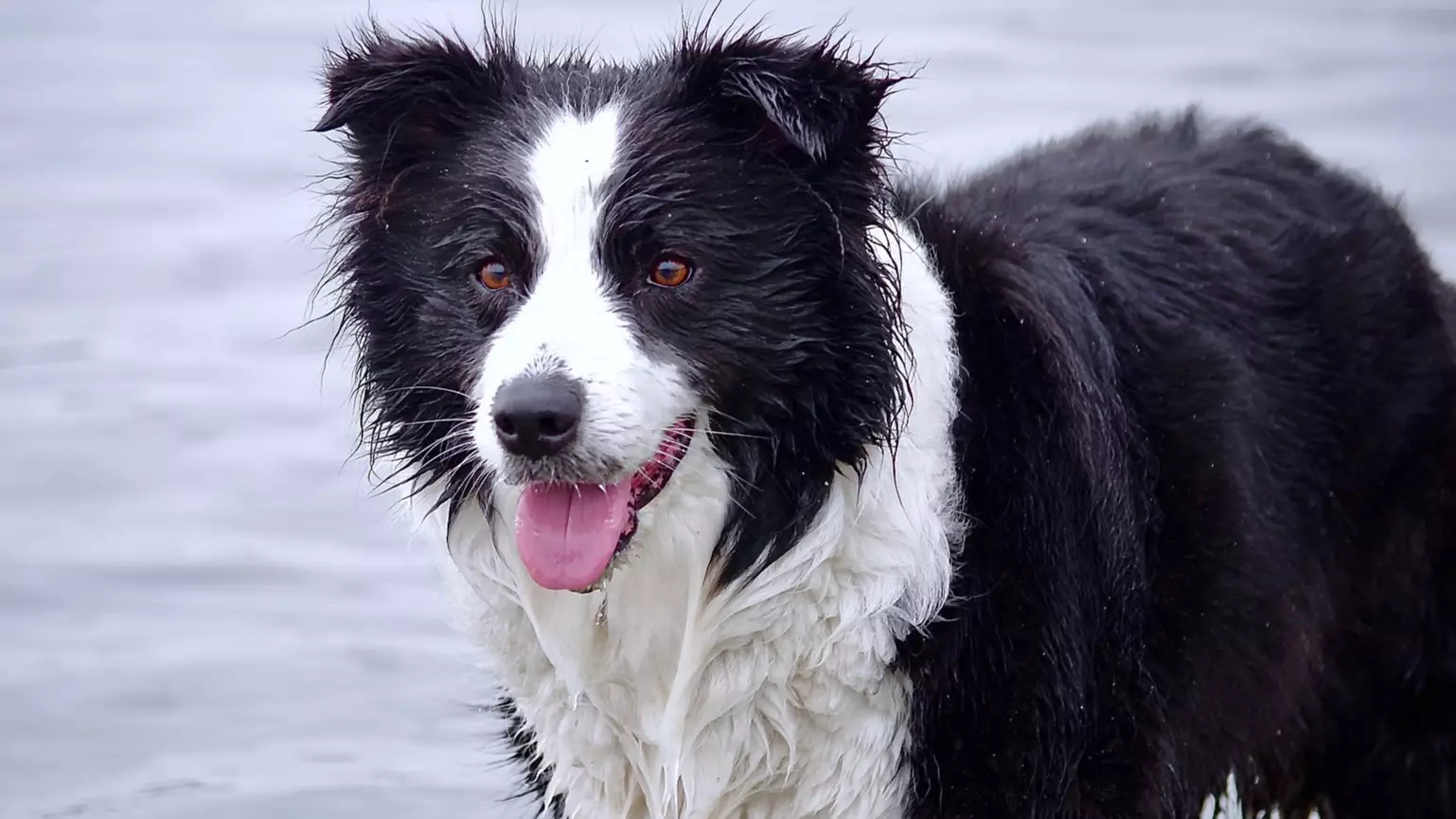 Four Border Collies Have Been Euthanised After Failing To Recover From Severe Mental Trauma