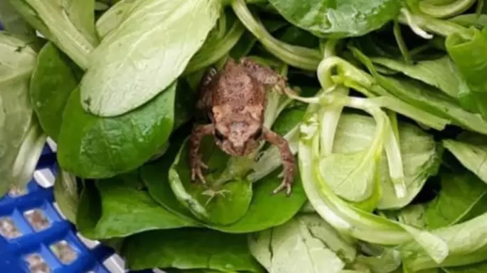 Man Discovers Live Frog in Fresh Salad From Aldi Supermarket
