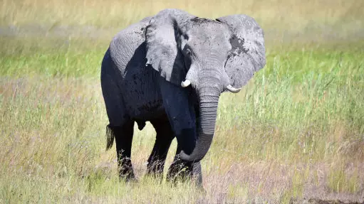 ​White House Allows Hunters To Import Heads of Killed African Elephants