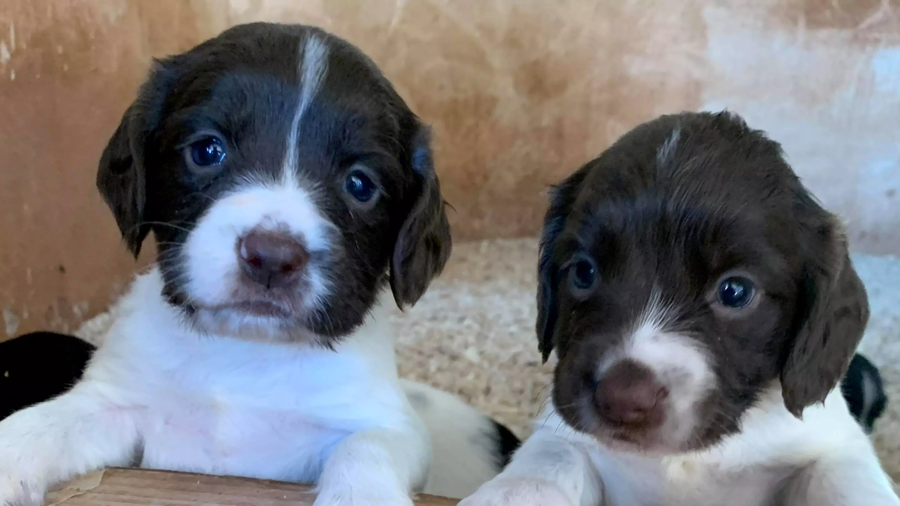 Touching Clip Shows Moment Six Stolen Puppies Are Reunited With Their Owner