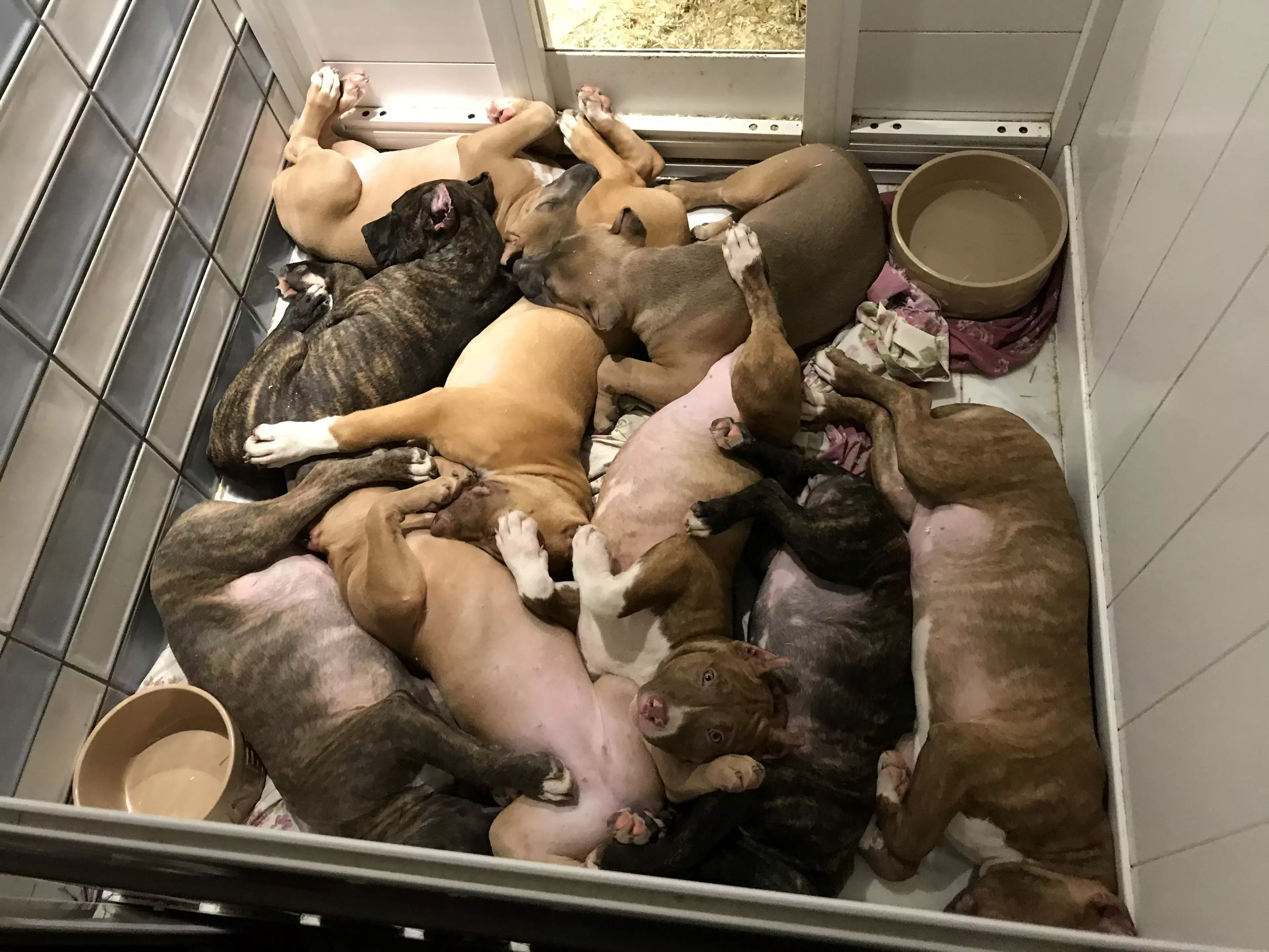 The RSPCA and police found a litter of nine 15-week-old bull breed puppies in a makeshift kennel (