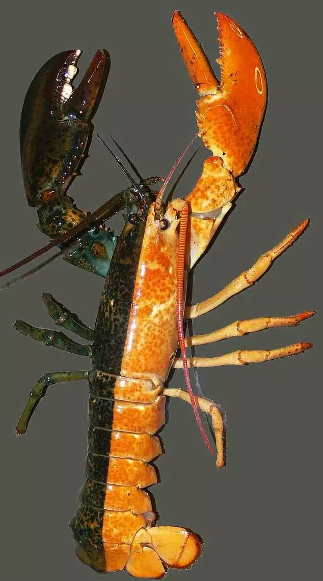 A lobster with the same abnormality as the northern cardinal.