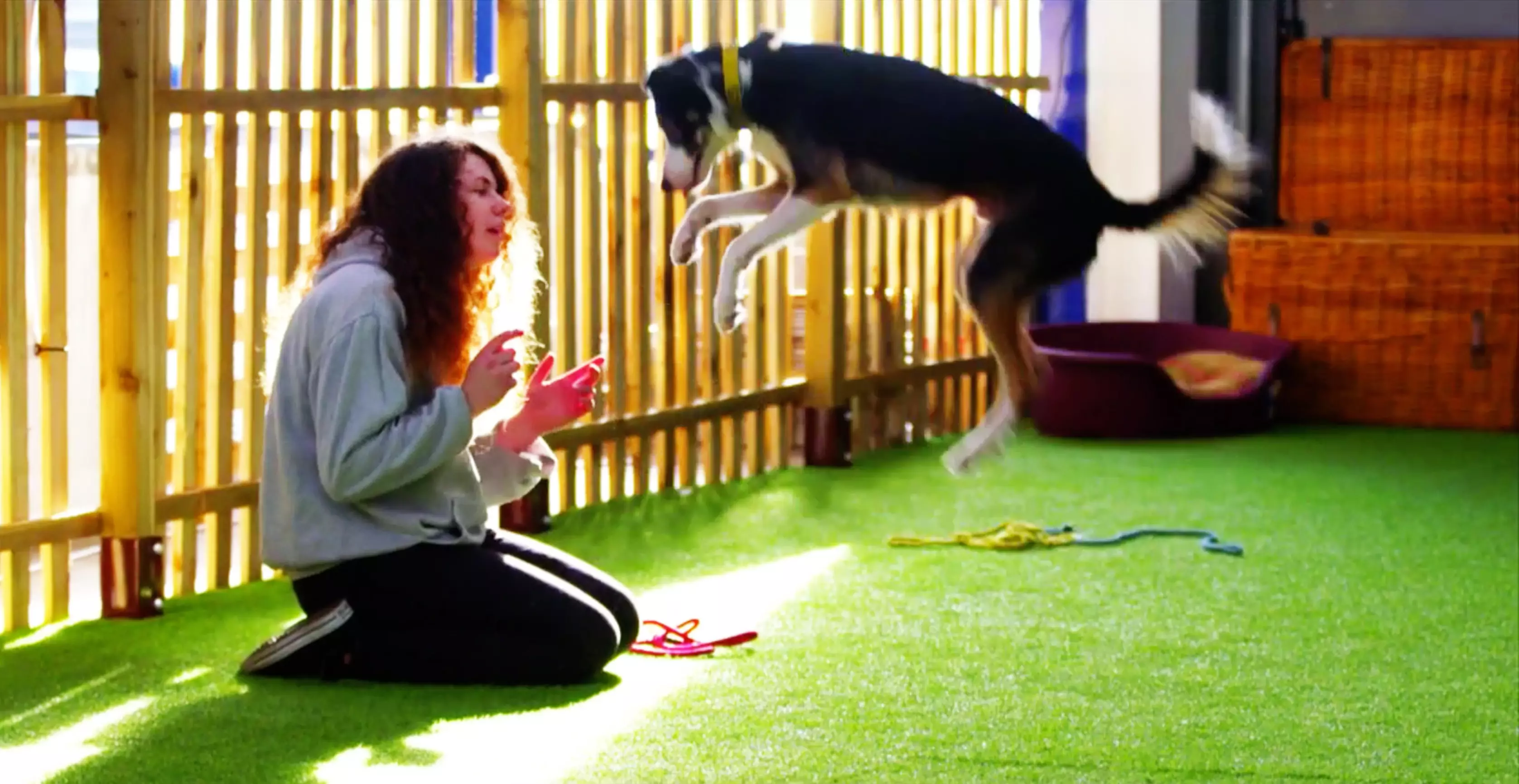 Jet is a rescue Border Collie whose owner has taught her tricks to burn off energy (