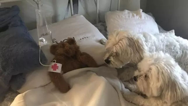 Dad Creates Makeshift Hospital After Dog's Toy Is Left Outside