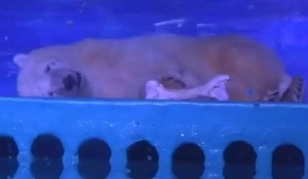 World's Saddest Polar Bear Trapped In China Could Have A New UK Home
