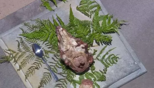 I'm A Celebrity contestants are used to having to eat strange things, but this one's defintely up there.