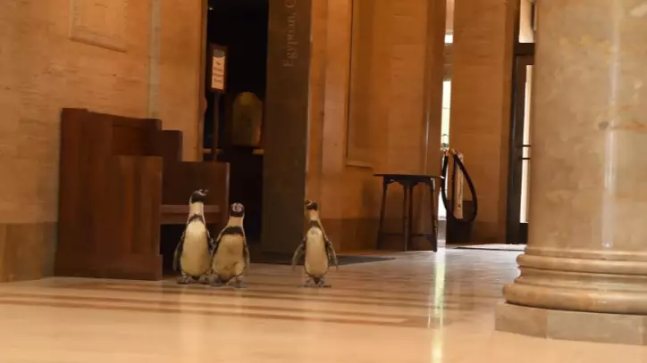 Penguins Wander Art Museum On Field Trip