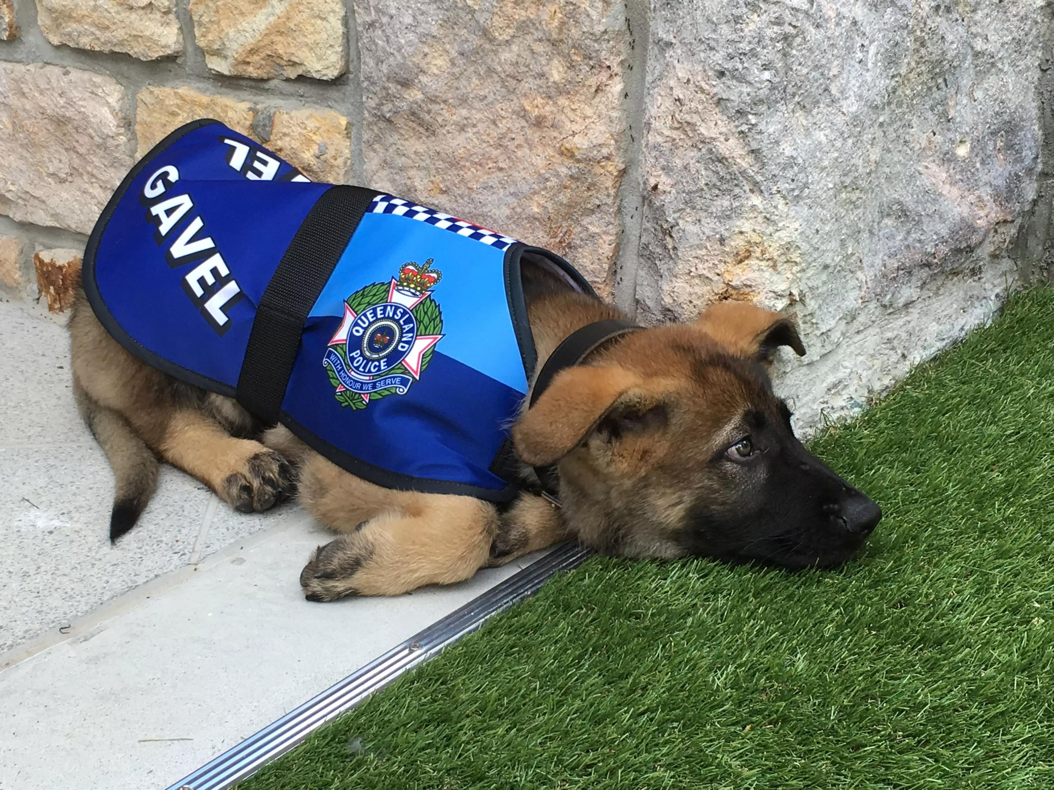 Friendly police dog