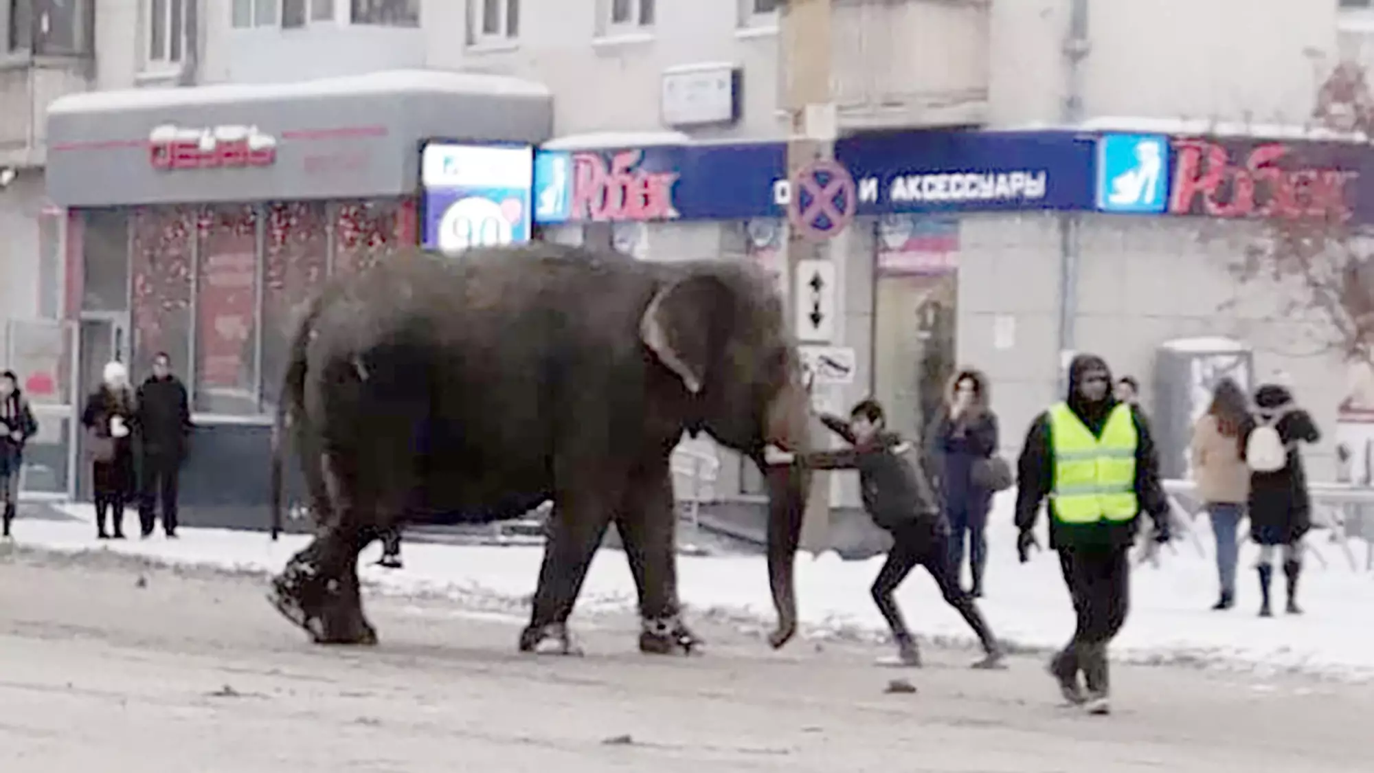 ​Heartwarming Video Shows Circus Elephants Playing In The Snow