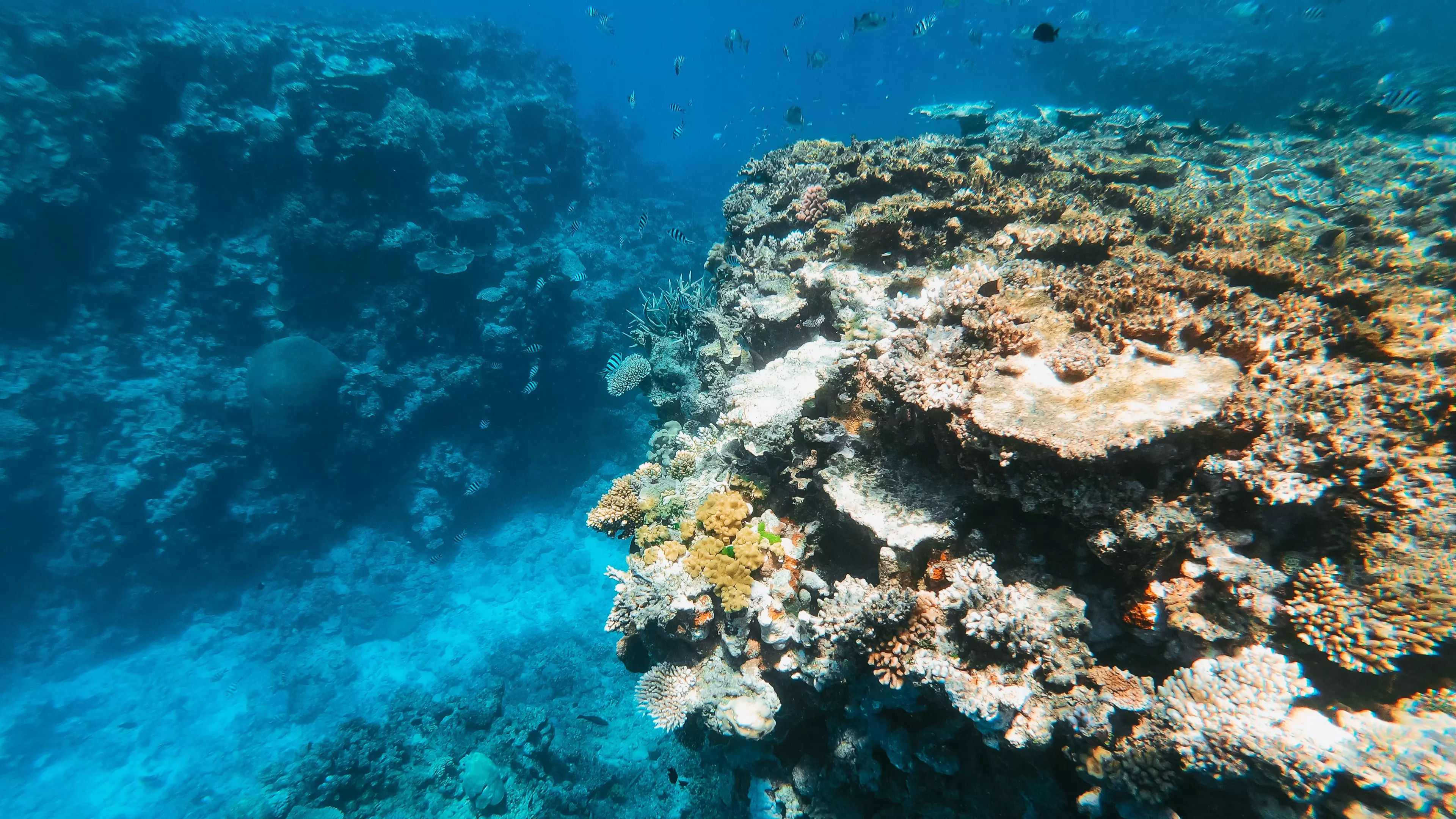 Australian University Students Now Have The Opportunity To Visit And Save Coral Reefs As Part Of Their Studies