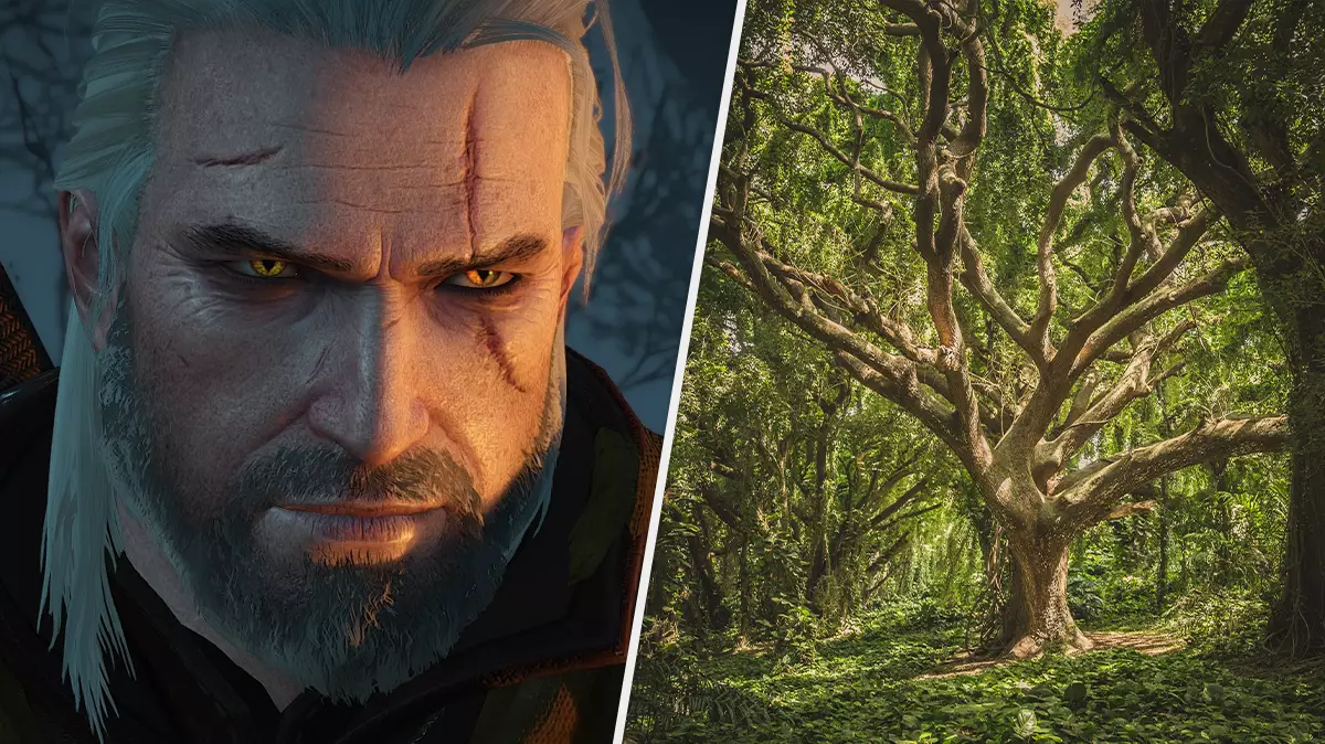 Several Historic Trees In Poland Have Been Named After Witcher Characters