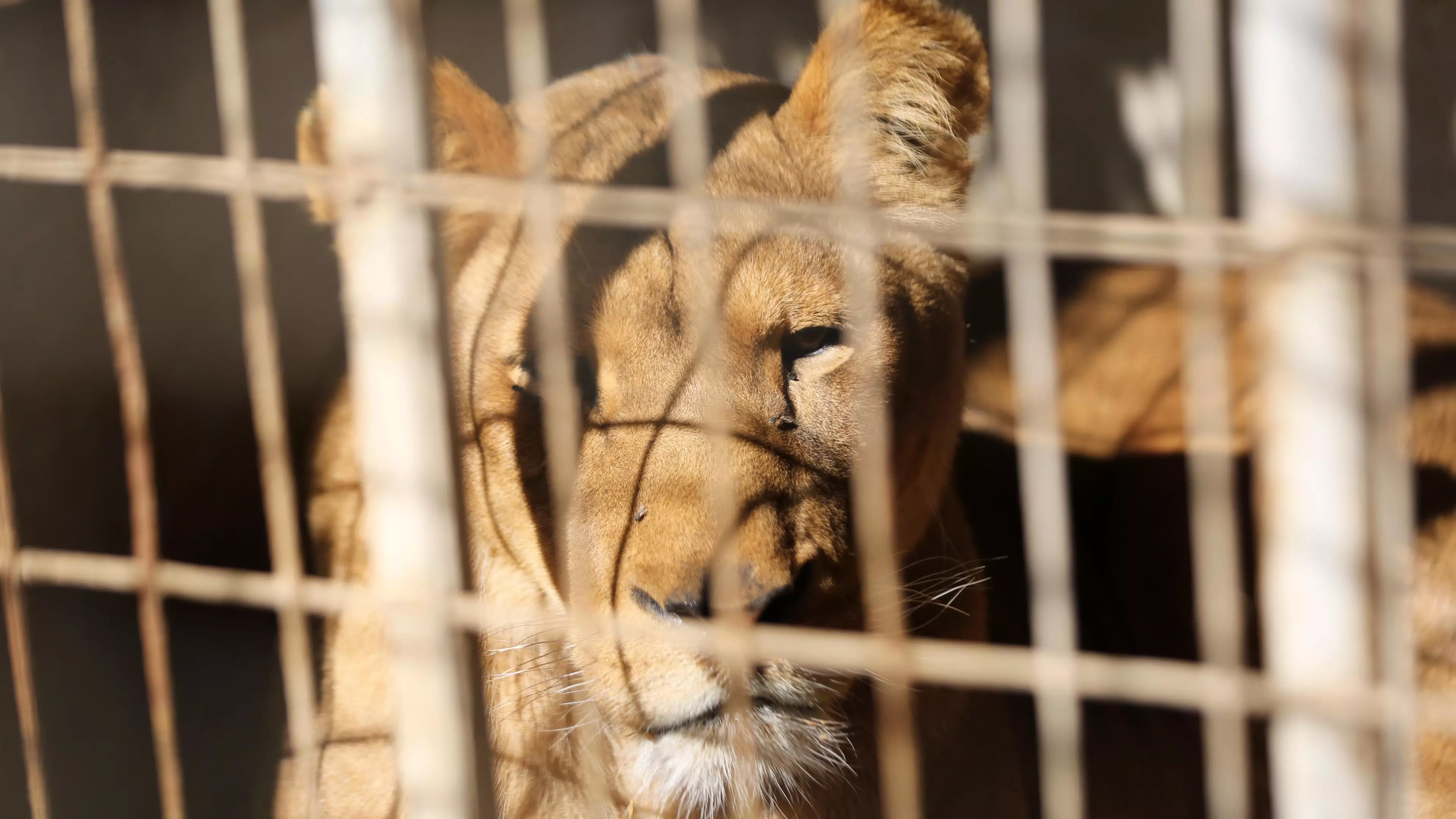 Gaza Zoo Rips Out Lion Cub's Claws So It Can Be 'Friendly With Visitors'