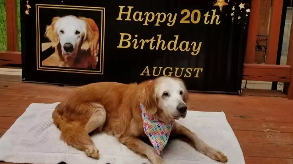 World's Oldest Golden Retriever Celebrates Her 20th Birthday 
