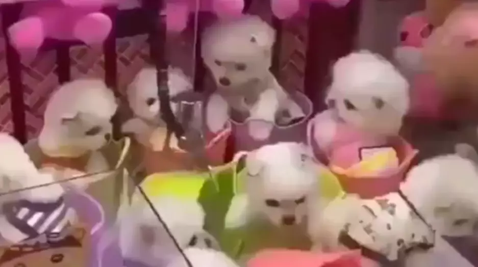Last month, video emerged of what appear to be live dogs being used as prizes in an arcade machine.