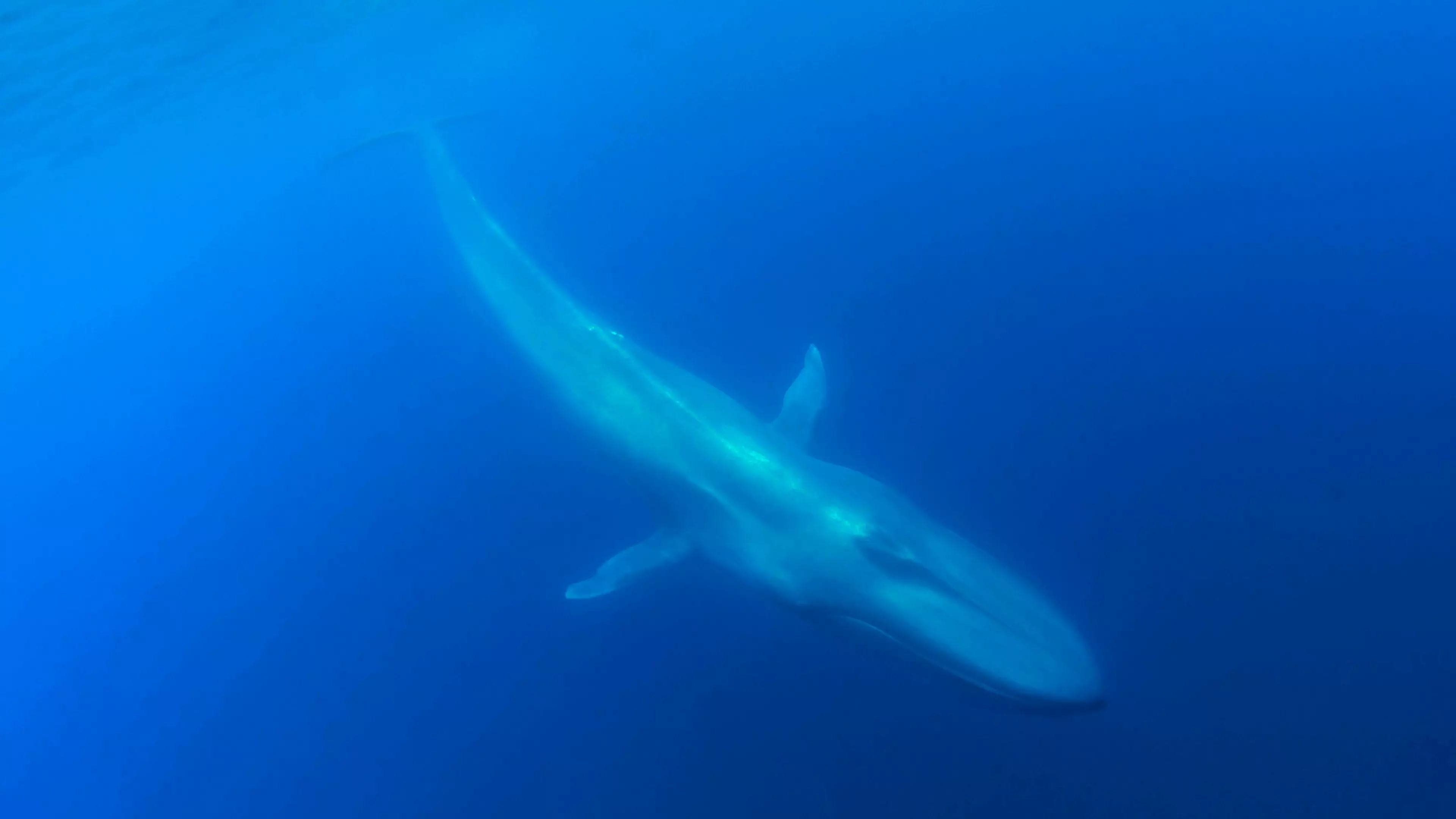Whale Song Reveals Previously Unknown Blue Whale Population 