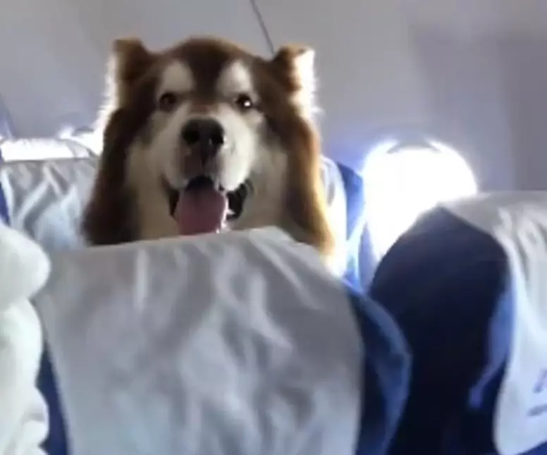 In the video clip, you can see the dog's head poking out above the seats.