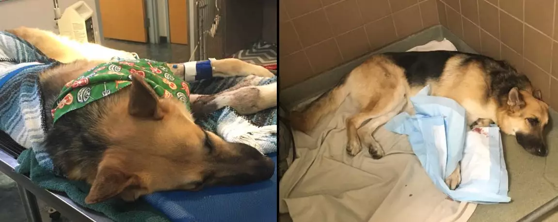 Hero Dog Fighting For Its Life After Taking Bites From Deadly Rattlesnake For Seven-Year-Old Girl