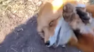 Absolute Scamp Of A Fox Steals Phone And Runs Away 'Laughing'